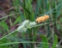 Carex glaucescens image