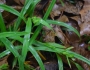 Carex glaucodea image