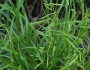 Carex gracillima image