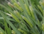 Carex granularis image