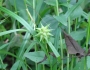 Carex grayi image