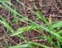 Carex hendersonii image