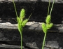 Carex hirsutella image