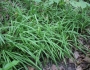 Carex hirtifolia image