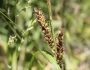 Carex hyalinolepis image