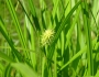 Carex hystericina image