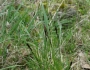 Carex inops image