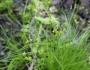 Carex interior image