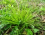 Carex jamesii image