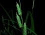 Carex joorii image