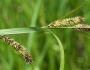 Carex lacustris image