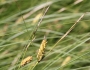 Carex lasiocarpa image