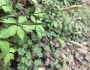 Carex laxiflora image