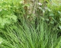 Carex leersii image