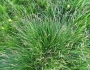 Carex leporina image