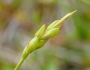 Carex leptalea image
