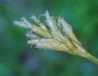 Carex leptopoda image