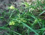 Carex lupulina image