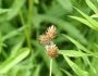Carex molesta image