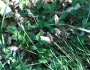 Carex montana image