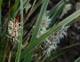 Carex morrowii image