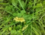 Carex muehlenbergii image