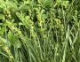 Carex muricata image