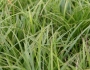 Carex muskingumensis image