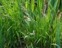 Carex nigra image