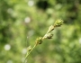 Carex normalis image