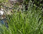 Carex nudata image