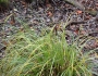 Carex obnupta image