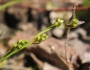 Carex pedunculata image