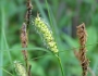 Carex pellita image