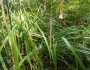 Carex pendula image
