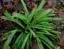 Carex plantaginea image