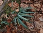 Carex platyphylla image