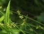 Carex radiata image