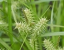 Carex retrorsa image