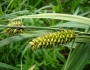 Carex riparia image