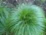 Carex rosea image