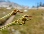 Carex rossii image