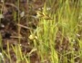 Carex scoparia image