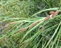 Carex shortiana image