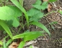 Carex siderosticta image