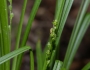 Carex sparganioides image