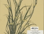 Carex spartea image