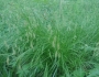 Carex sprengelii image