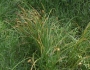 Carex squarrosa image