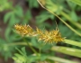 Carex stipata image